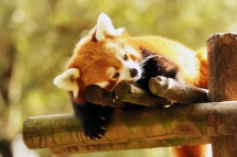 Les pandas roux, stars des zoos et du web, en voie d’extinction Les pandas roux, stars des zoos et du web, en voie d’extinction